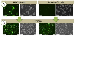 Transgene (GFP) suppression during AV production in ProVector™ cells