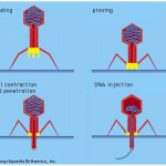 Phage Consultants strategies to avoid phage contamination
