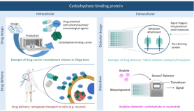 enGenes participates in the study of large scale production strategies for microbial carbohydrate-binding toxins