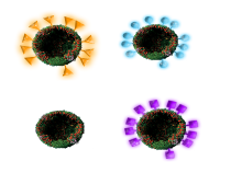 Virus Like Particle (VLP) Based Vaccine Development