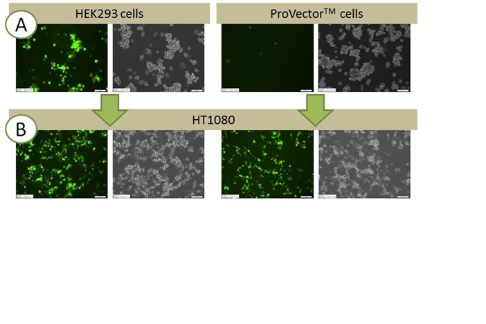 ProVector™: Protecting production cells from problematic transgene expression
