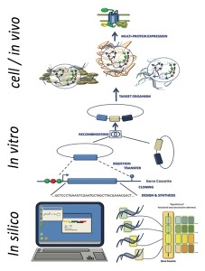 Workflow for bioengineering processes