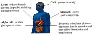 GLP-1 and GLP-2 have multiple sites of action, stimulating intestinal growth and the gastrointestinal tract, as well as acting within the liver, stomach, pancreas and brain, where lowered GL|P-1 levels of GLP-1 lead to feelings of hunger.