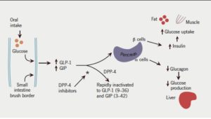Oral glucose stimulates the release of GLP-1 and GIP to stimulate insulin release and inhibit glucagon release resulting in lower blood glucose. They are rapidly inactivated by DPP-4, with DPP-4 inhibitors prolonging the action of endogenous incretins, enhancing initial insulin response.