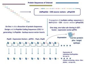 PepID separates hosting and expression into two subsystems. First, a protein sequence of interest is reverse translated and then partitioned into linear peptides of defined length and overlap in silico. Peptide-coding DNA sequences are then assembled into a single or a set of compact constructs to be synthesized de novo and hosted on the source / back-up vector from which they can be released whenever necessary. Peptides are released by simply cutting with a unique combination of restriction enzymes and then cloned into the expression vector. The expression vector can be uniquely tagged (e.g. GST) to produce a fusion peptide ready for expression testing and utilization. 
