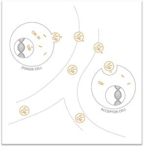Circulating microRNAs: MicroRNAs regulate gene expression, helping to control cell and tissue function. MicroRNAs are also secreted from cells (donor) transported in the circulation, and taken up by other cells at close or distant locations. Circulating microRNAs in cell-free blood can be used as biomarkers to diagnose or predict the presence, onset and progression of human disease