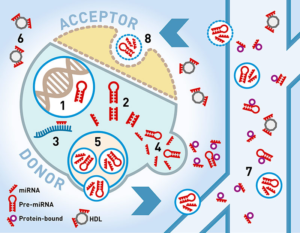 TAmiRNA uses microRNA biomarkers to develop diagnostics and monitor disease progression, including transcription in the cell nucleus (1), microRNA processing in the cell cytoplasm (2), RNA interference or gene silencing (3), microRNAs packaged by donor cell into microvesicles/exosomes for cellular export (4/5), microRNAs stabilized by RNA-binding proteins (6), microRNAs detected in various biofluids including serum/plasma, urine or saliva (7) and circulating microRNAs taken up by acceptor cells at close or distant sites in the body (8)