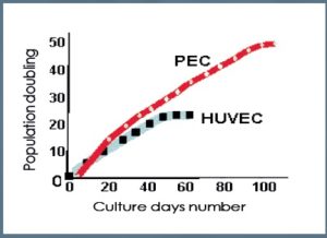 Population doublings of EPCs and mature cells from umbilical cord vein (HUVEC).