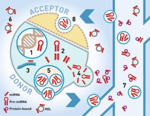 TAmiRNA uses microRNA biomarkers to develop diagnostics and monitor disease progression, including transcription in the cell nucleus (1), microRNA processing in the cell cytoplasm (2), RNA interference or gene silencing (3), microRNAs packaged by donor cell into microvesicles/exosomes for cellular export (4/5), microRNAs stabilized by RNA-binding proteins (6), microRNAs detected in various biofluids including serum/plasma, urine or saliva (7) and circulating microRNAs taken up by acceptor cells at close or distant sites in the body (8).