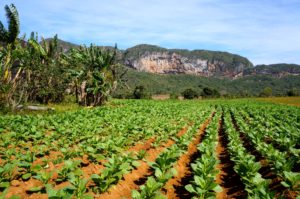 Tobacco fields in Vinales, Cuba
