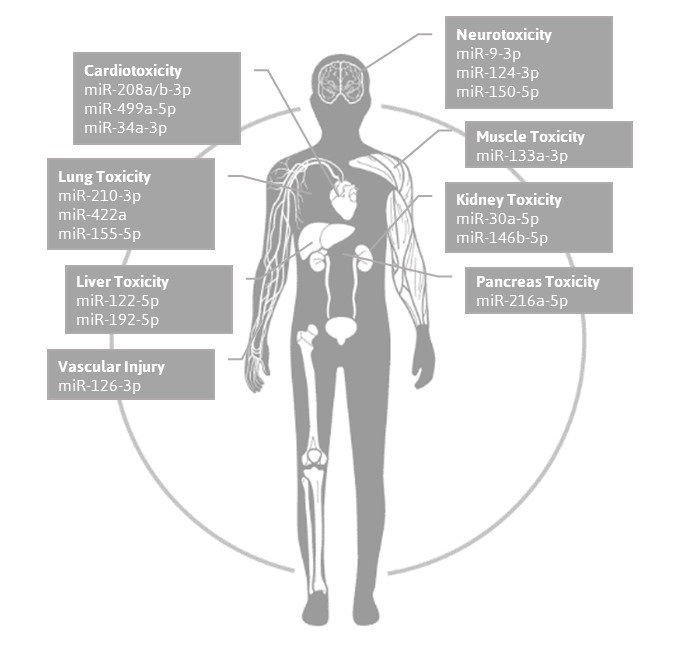 TAmiRNA toxomiR™ microRNA panel for toxicology testing