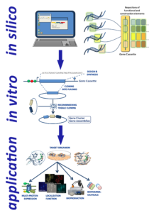 Figure-1: Workflow for biodesign, bioengineering and refactoring for the realization of biochemical gene clusters, heteroprotein complexes or signalling pathways and many more. The planning phase of a functional biodesign is of highest importance and priority. From the very beginning these projects are starting best with explorative genome analyses in silico, e.g. for the identification and characterization of new natural pathways for specific classes of natural compounds a customer company might be interested in. The genome of a target organism combined with research in literature also can give highly valuable information about the requirements of regulatory sequences and functional building blocks to be be used. Of highest importance are the codon bias determining the ribosomal kinetics of genes. After this phase the iterative refactoring of natural pathways towards it‘s in vivo activation or the expression improvement in the homologous or a heterologous host can start and the the biodesign can be relized.