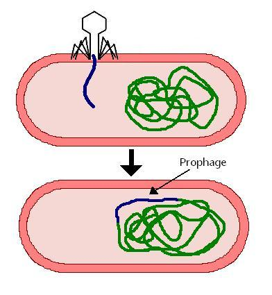 45648Phage Consultants phage and prophage testing