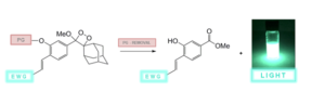 The essential mechanism of dioxetane chemiluminescence 