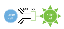 45390BioPharma ADCC and CDC Potency Assays