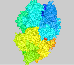 Structure of E. coli β-glucuronidase