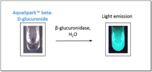 Luminescent β-glucuronidase tests using AquaSpark™