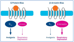 Figure 1: Biased Ligands Preferentially Signal Through The G Protein or The β-Arrestin Pathway. (Adapted from S.Spangler and M.R.Bruchas, Tuning biased GPCR signaling for physiological gain. Cell 171, 989-991 (2017) )