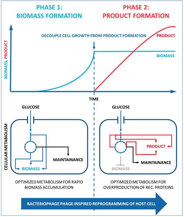 53120enGenes provides a high-quality protein expression platform for cost-effective biomolecule manufacture