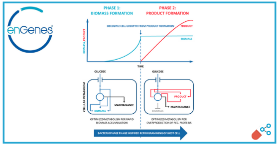 Improved recombinant protein production in E. coli | Pharmaceutical ...
