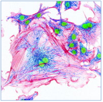 Bachem antihypertensive food-derived peptides