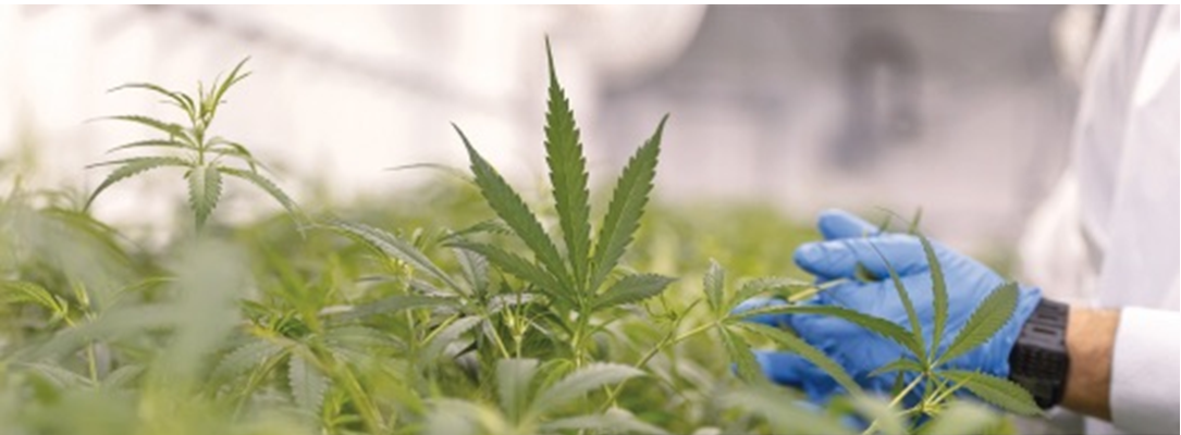 Rotronic RMS monitoring boosts medicinal cannabis growth