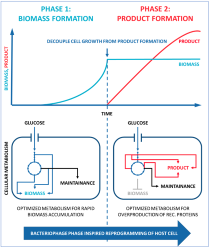 Improved gene expression in E. coli