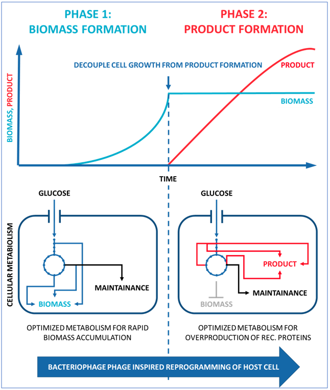 enGenes-e<sup>x</sup>press protein & DNA production platform