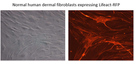 SIRION lentiviral vectors for stable gene overexpression or knowdown