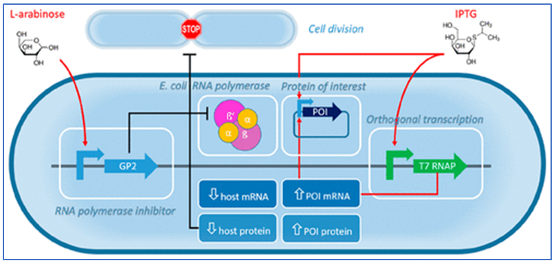 Research study on phage-inspired growth decoupled recombinant protein production in Escherichia coli