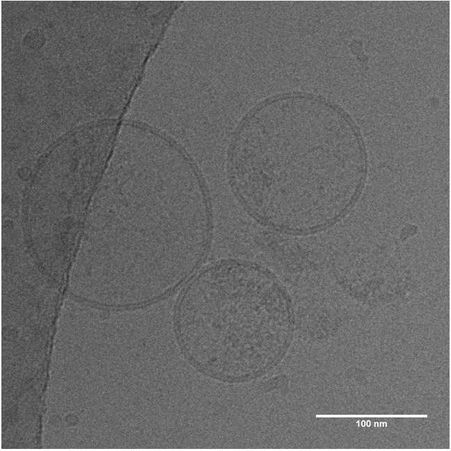 Evercyte Extracellular Vesicles (EVs)