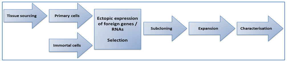 Evercyte customer-tailored cell lines