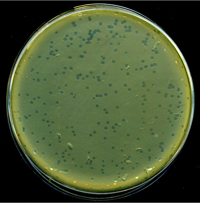 47834Phage typing of bacteria