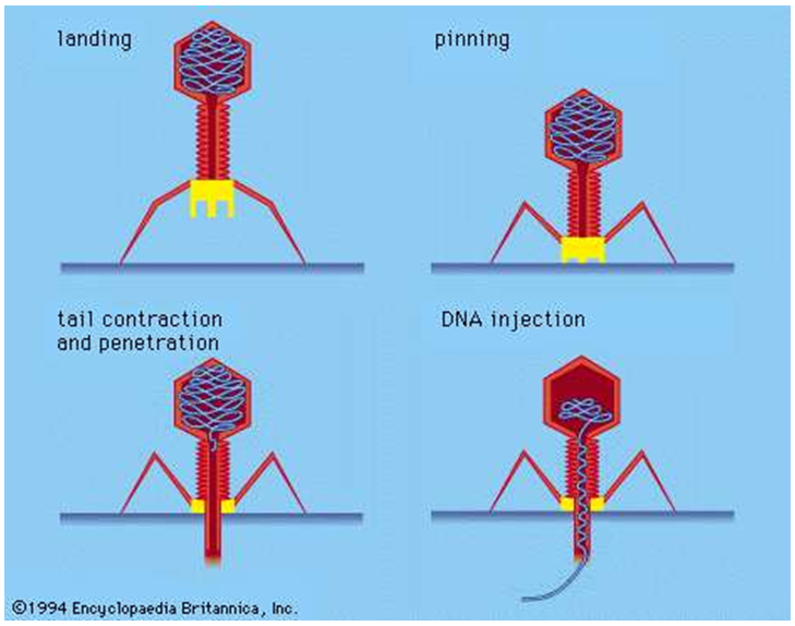 Phage Consultants strategies to avoid phage contamination