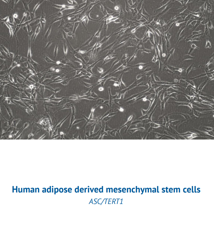 ASC/TERT1 – Human adipose derived mesenchymal stem cells