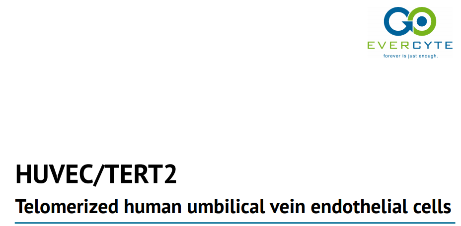 Telomerized human umbilical vein endothelial cells – HUVEC/TERT2