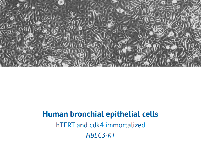 hTERT and cdk4 immortalized HBEC3-KT – Human bronchial epithelial cells