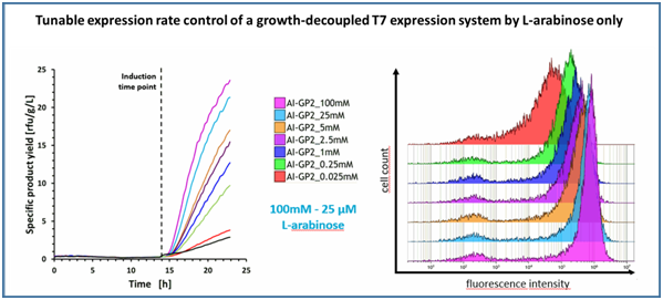 New enGenes Biotech study demonstrates benefits of new -e<sup>x</sup>press host strain for recombinant protein production