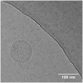 Evercyte tumor cell-derived exosomes