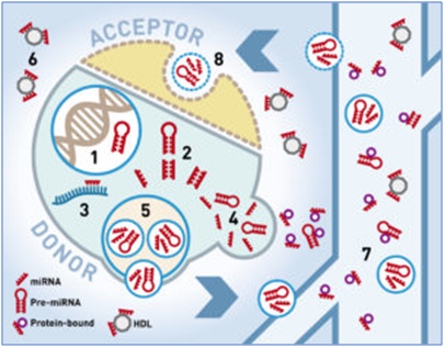 49321TAmiRNA microRNA biomarker analysis