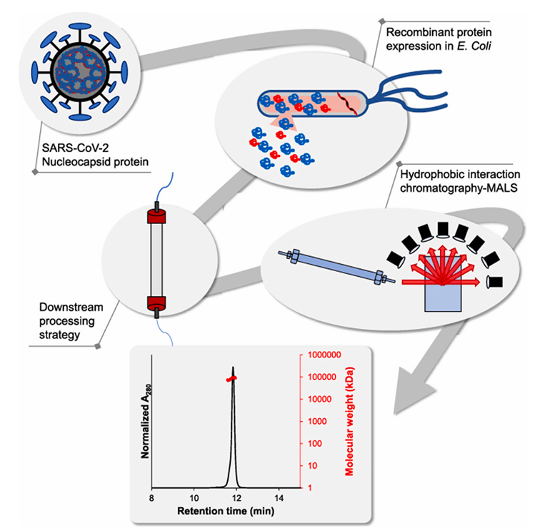 enGenes -e<sup>x</sup>press achieves high yield SARS CoV-2 nucleocapsid protein expression