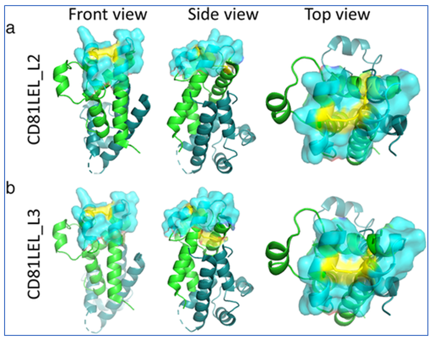 New study confirms effectiveness of unique Evercyte CD81 antigen recognition technology