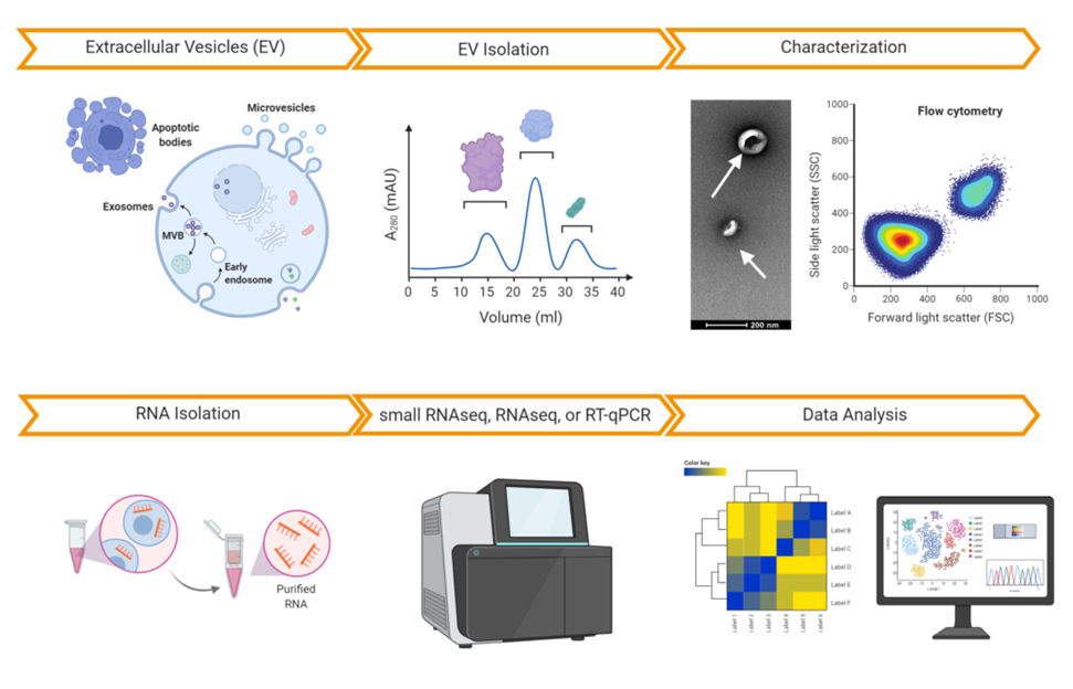 TAmiRNA offers one-stop-shop characterization of extracellular vesicles