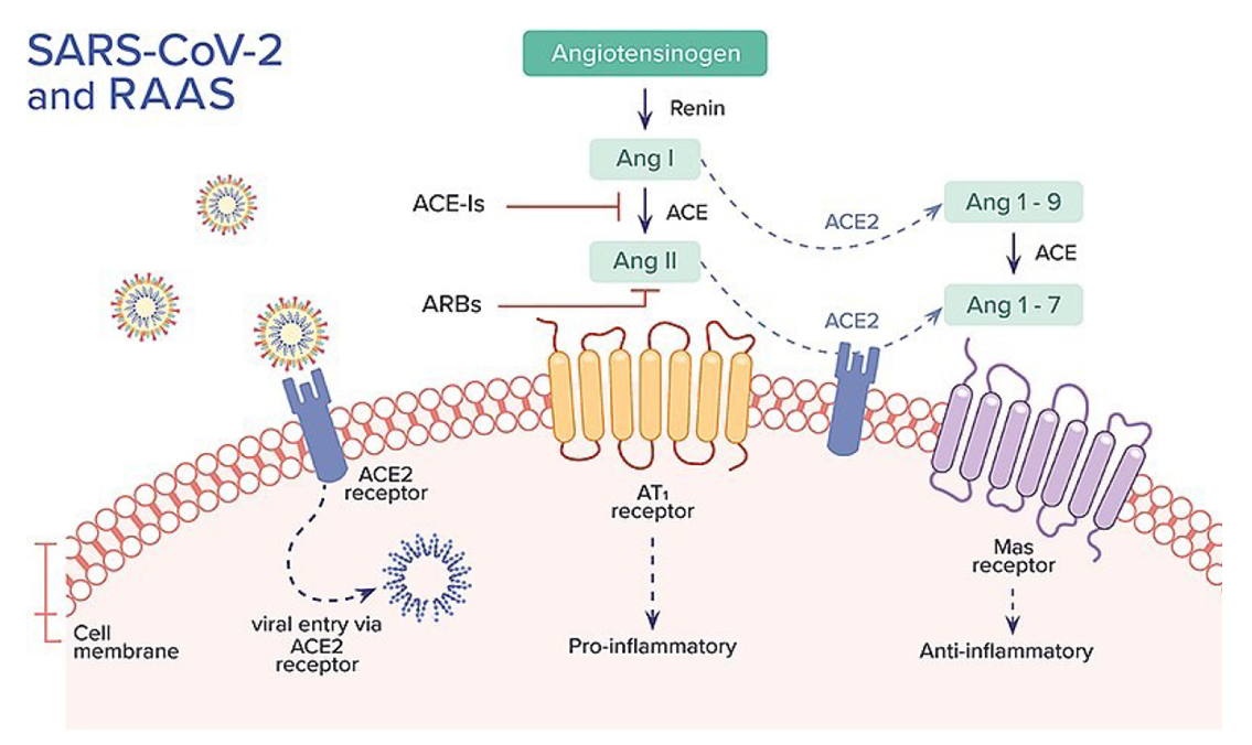 Bachem research grade peptides play key roles in assessing ACE2-mediated COVID-19 infection