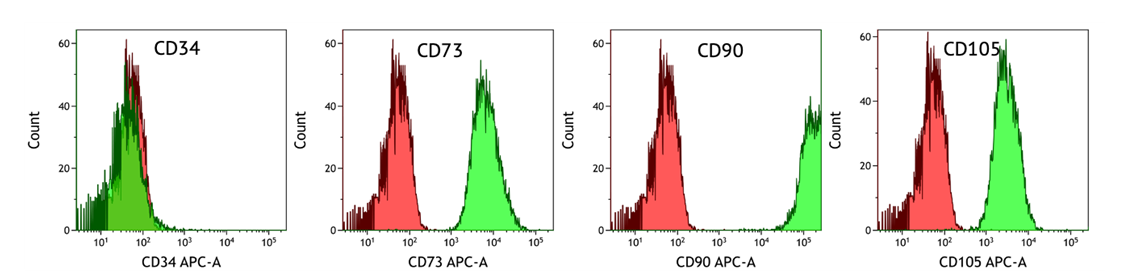 Evercyte derived cell lines