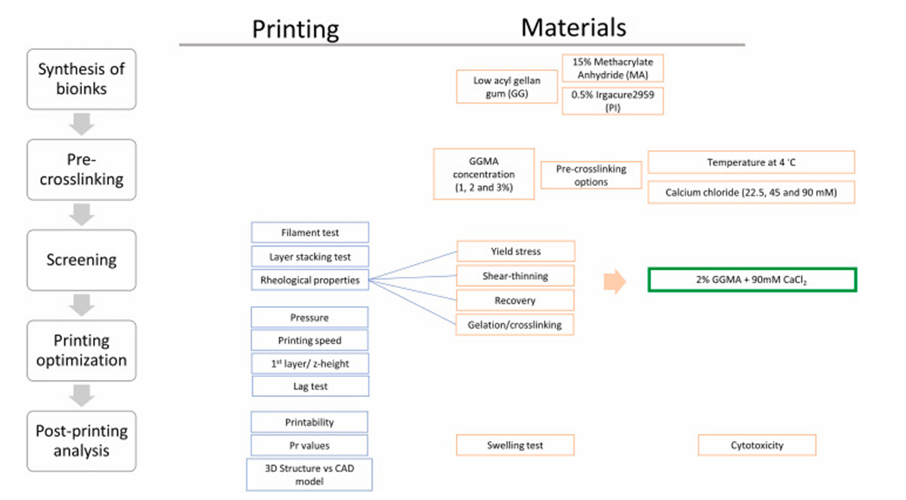 Brinter® helps to discover new photocrosslinkable bioinks for 3D bioprinting