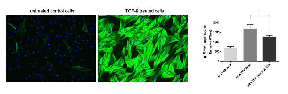 Evercyte Extracellular Vesicle (EV) Potency Testing