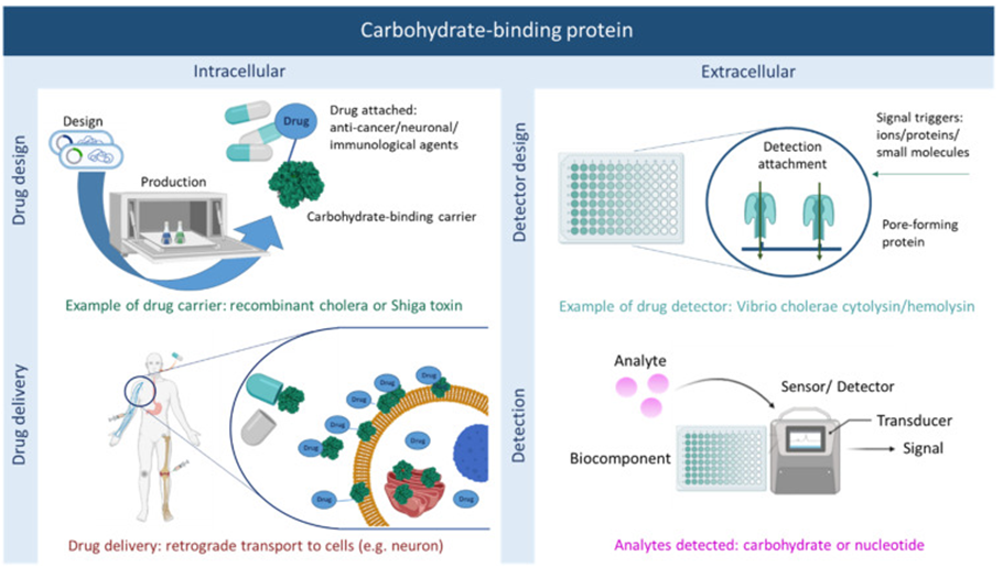 enGenes participates in the study of large scale production strategies for microbial carbohydrate-binding toxins