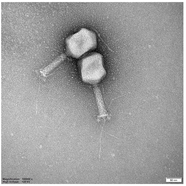 Phage Consultants increases focus on bacteriophage testing of microbiome therapeutics and probiotics