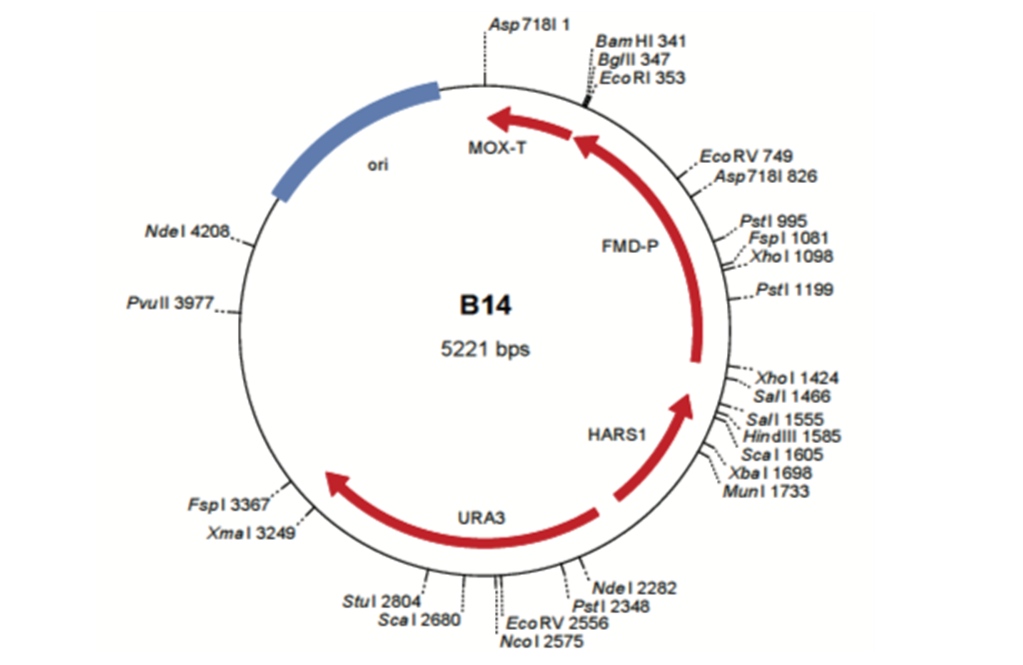52042ARTES heterologous production of holoproteins in Hansenula polymorpha yeast